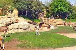 Parc Zoologique Aïn Sebaa Parc Zoologique Aïn Sebaa